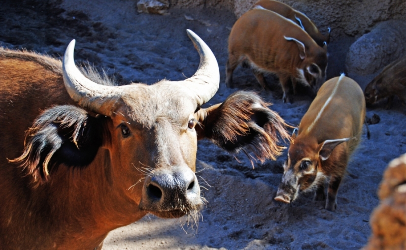 BIOPARC Valencia - Bosque Ecuatorial - Bufalo Rojo Potamoqueros - Animales