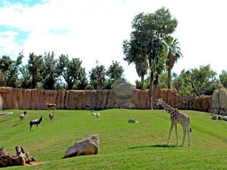 cria de jirafa_impalas-web