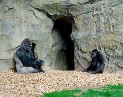 Bioparc Valencia - gorilas - grupo reproductor_
