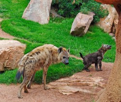 Bioparc Valencia - hienas - madre y cría 1-6-11