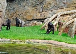 Bioparc Valencia - grupo reproductor gorilas