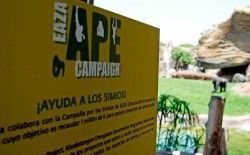 EAZA- Bioparc Valencia - Ayuda a los Simios