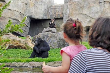 Madre e hija viendo a la familia de chimpancés en Bioparc Valencia