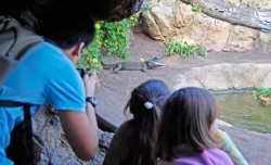 Bioparc Valencia 2012 - visitantes - cocodrilo enano