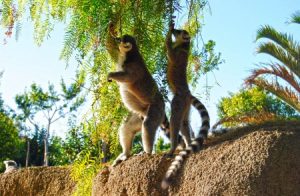 Invierno 2012 - BioparcValencia - lémures de cola anillada