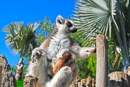Bioparc Valencia - nueva cría de lémur de cola anillada en Madagascar - Primavera 2012