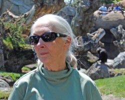 Jane Goodall - visitando el bosque ecuatorial de Bioparc Valencia - 10-5-12