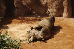 Rinoceronte refrescandose con un baño - BIOPARC VALENCIA 2012