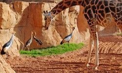 Grullas coronadas - jirafas observando a la familia de grullas - Bioparc Valencia