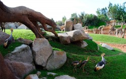 Grullas coronadas - primer día en la sabana africana - Bioparc Valencia 2012