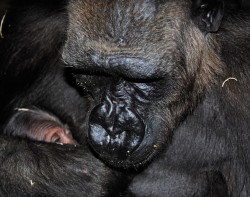 La gorila Ali con su cría - primer bebé gorila que nace en Bioparc Valencia - 30-10-12