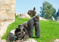 Ali y Mambie los padres del primer gorila nacido en Valencia - Noviembre 2012 - Bioparc Valencia