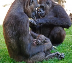 Bioparc Valencia - La gorila Ali con su bebé junta a la hembra Fossey
