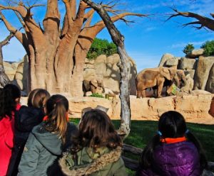Curso experto en animales - grandes herbívoros - enriquecimiento ambiental de elefantes
