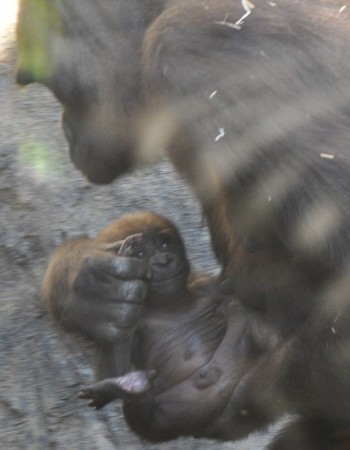 El bebé gorila - foto de José Vicente Martí Pruñonosa - Bioparc Valencia 2012