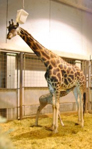 Bioparc Valencia - la jirafa Zora con su cría recién nacida - 30-11-12