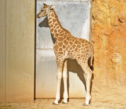 La cría de jirafa Ramsés cumple 2 semanas de vida - Bioparc Valencia