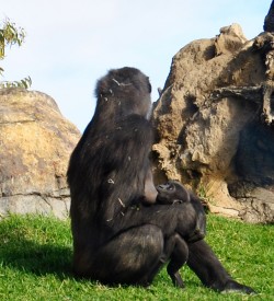 Bioparc Valencia - gorilas - Ali con su bebé (10 semanas de vida)