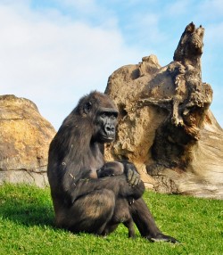 Bioparc - gorilas - Ali con su bebé (10 semanas de vida)
