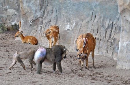 Nacimiento de una cría de sitatunga en Bioparc Valencia (21-2-13)