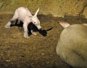 El bebé de cerdo hormiguero cumple un mes en Bioparc Valencia - 14-2-13