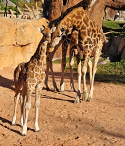 La cría de jirafa RAMSÉS - Bioparc Valencia - sabana africana