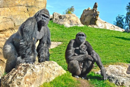 BIOPARC VALENCIA - GORILAS - La gorila Ali, su bebé Ebo y el macho Mambie