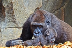 BIOPARC VALENCIA - Primavera 2013 - el bebé gorila Ebo y Fossey