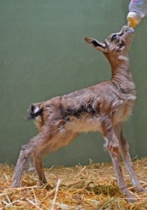 Cría de gacela thomson nacida el 20 de abril de 2013 - Bioparc Valencia