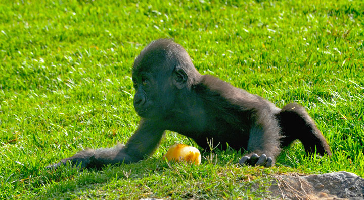 El bebé gorila Ebo cumple 8 meses - Bioparc Valencia 26-6-13