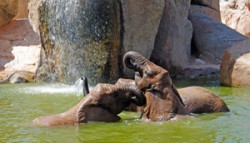 Elefantes refrescándose en el lago - primavera 2012 - Bioparc