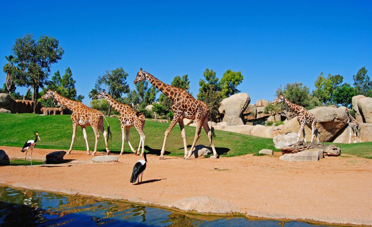 Las jirafas recorriendo la sabana africana - Bioparc Valencia