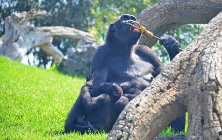 Bioparc Valencia - la gorila Ali comiéndose una brocheta de fruta bajo la mirada del bebé Ebo - verano 2013