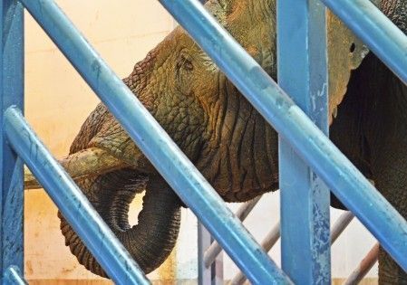 El elefante macho Kibo - cobijo de Bioparc Valencia 19-9-13