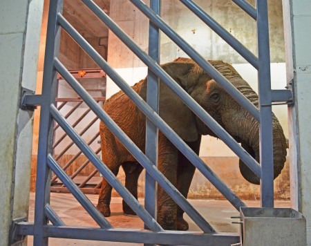 El elefante Kibo recién llegado a Bioparc Valencia - instalaciones interiores 19-9-13