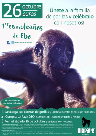 26 octubre - cumple del bebé gorila Ebo - Bioparc Valencia