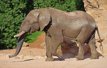 El macho de elefante Kibo - primeros días en la Sabana africana de Bioparc Valencia