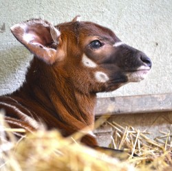 Primera cría de bongo nacida en Bioparc Valencia - noviembre 2013