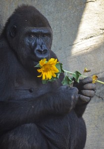 Bioparc Valencia - La gorila Fossey comiéndose un girasol - enriquecimiento ambiental