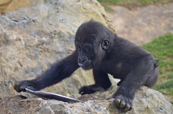 El bebé gorila Ebo - presentación Yo Mono - Bioparc Valencia