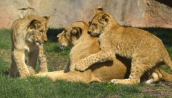Los cachorros de león Kenzo y Naadhira junto a su madre - marzo 2014 - Bioparc Valencia