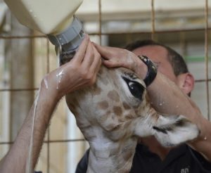 biberón cría jirafa nacida 18 abril 2014 en Bioparc Valencia