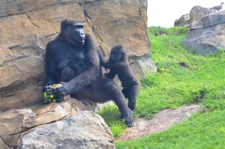 Madre y bebé gorila helado Bioparc 07-14