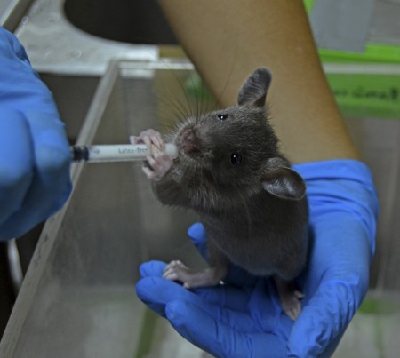Bioparc Valencia - alimentando a una cría de rata gambiana