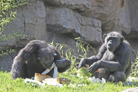 Celebración del 27 cumpleaños de la chimpancé Chispi - Bioparc Valencia