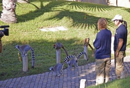 Los lemures descubren las brochetas de ElJefeBioparc - Bioparc Valencia
