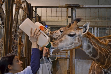 Los últimos biberones de las pequeñas jirafas - febrero 2015 - Bioparc Valencia