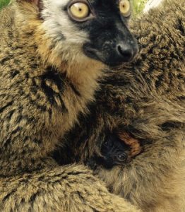 Detalle cría lémur frentirrojo - primavera 2015