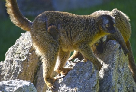 Nueva cría de lémur frentirrojo en la isla de Madagascar de BIOPARC Valencia
