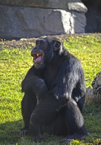 Bioparc Valencia - el chimpancé Napo - Pan troglodytes verus
